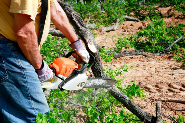 The Steps Involved in Our Tree Care Process in Mount Rainier, MD